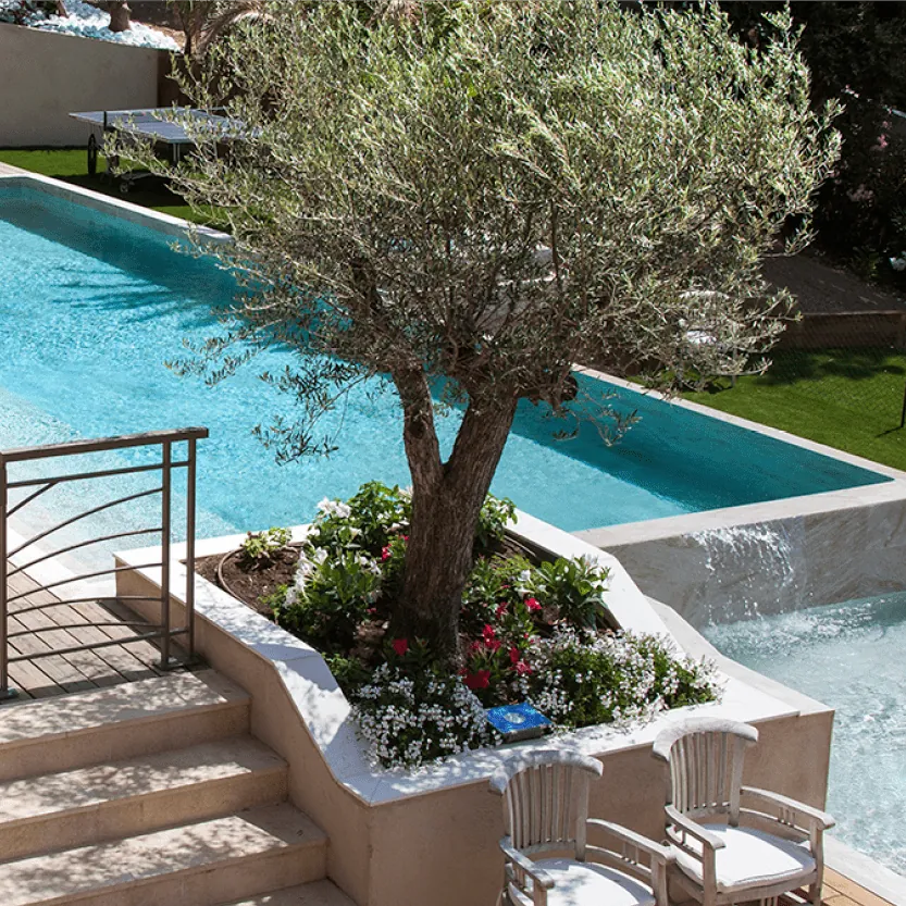 Piscine et massif fleuri planté d'un olivier, deux fauteuils en bois au premier plan.